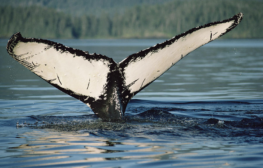 Humpback Whale Megaptera Novaeangliae #2 Photograph by Flip Nicklin