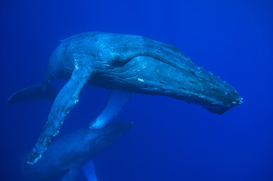 Humpback Whale Underwater Hawaii #2 Photograph by Flip Nicklin