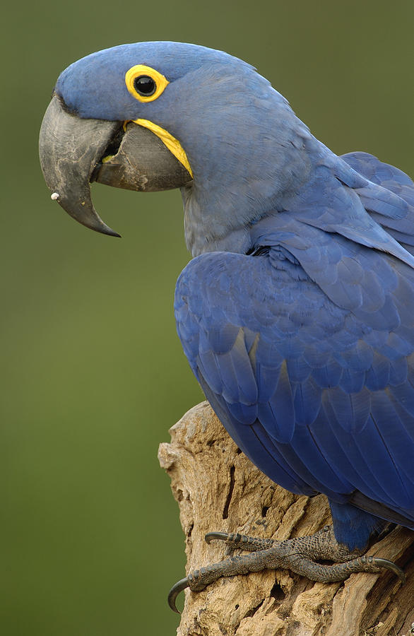 Hyacinth Macaw Anodorhynchus #2 Photograph by Pete Oxford