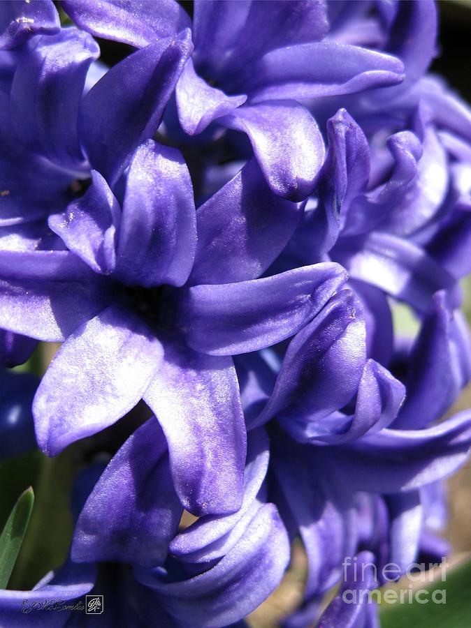 Nature Photograph - Hyacinth named Peter Stuyvesant #2 by J McCombie