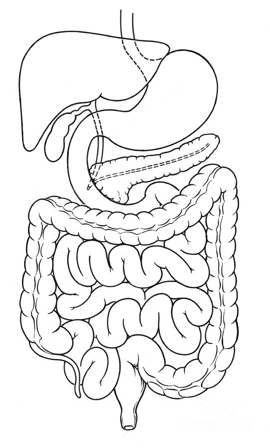 Illustration Of Abdomen #2 Photograph by Science Source