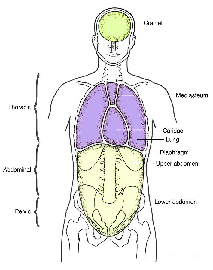 Illustration Of Anterior Body Cavities Photograph By Science Source