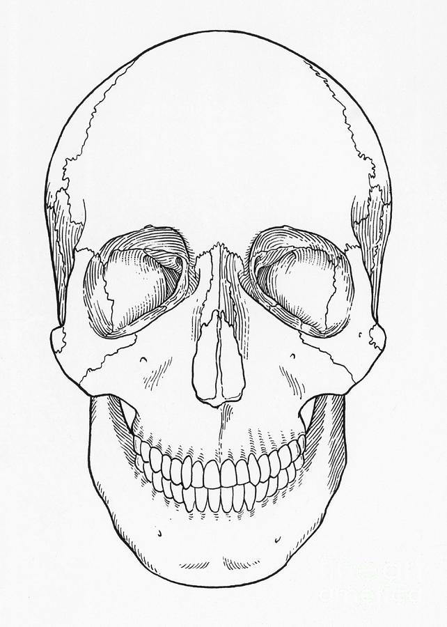 Illustration Of Anterior Skull #2 Photograph by Science Source