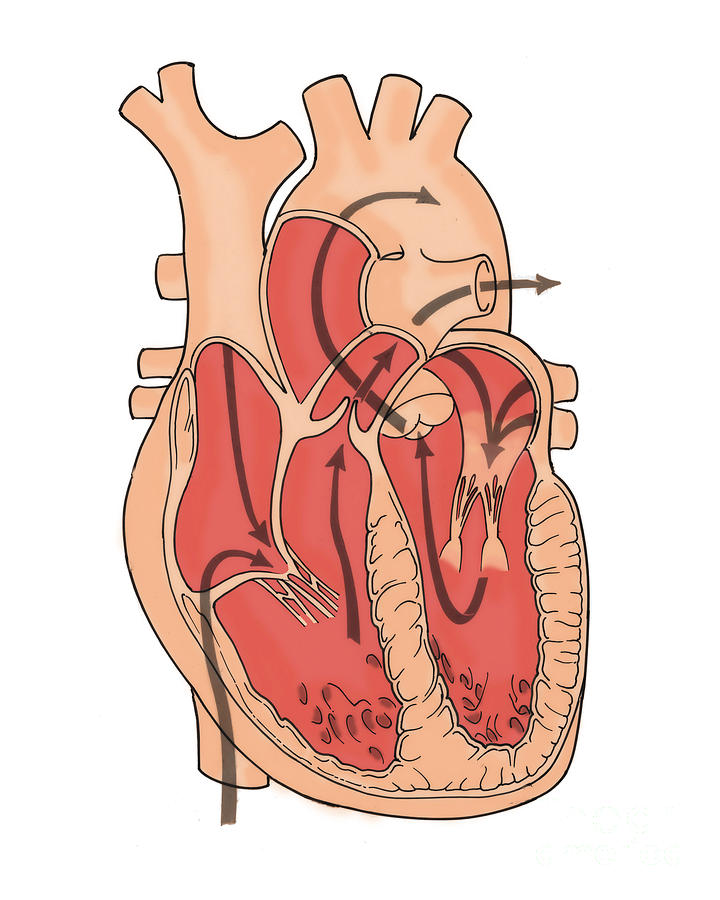 Illustration Of Coronary Circulation #2 Photograph by Science Source