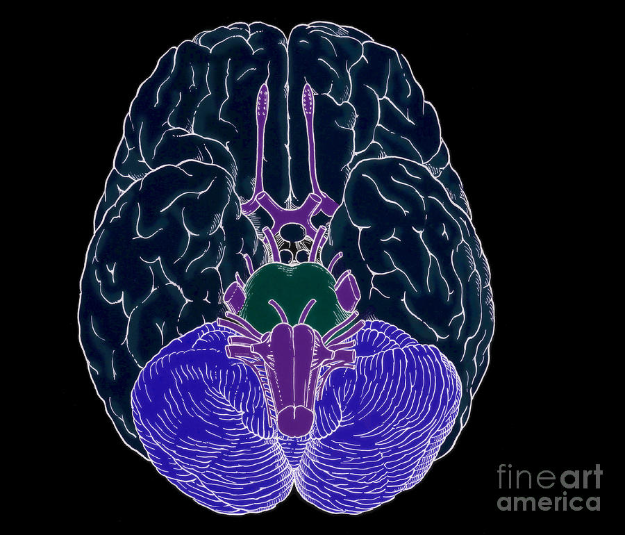 Illustration Of Cranial Nerves #2 Photograph by Science Source