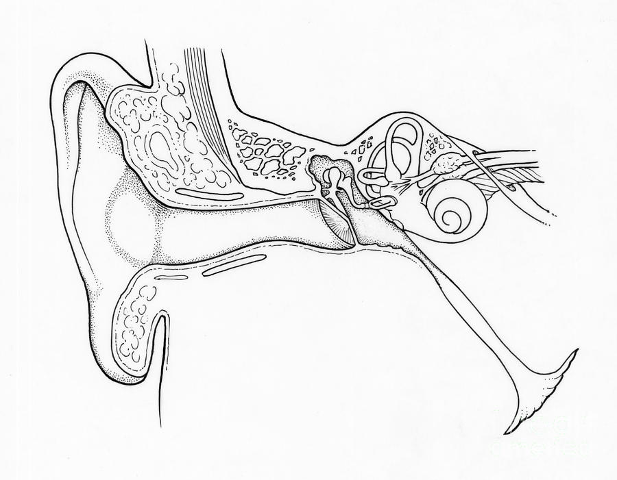 Illustration Of Ear Anatomy #2 Photograph by Science Source