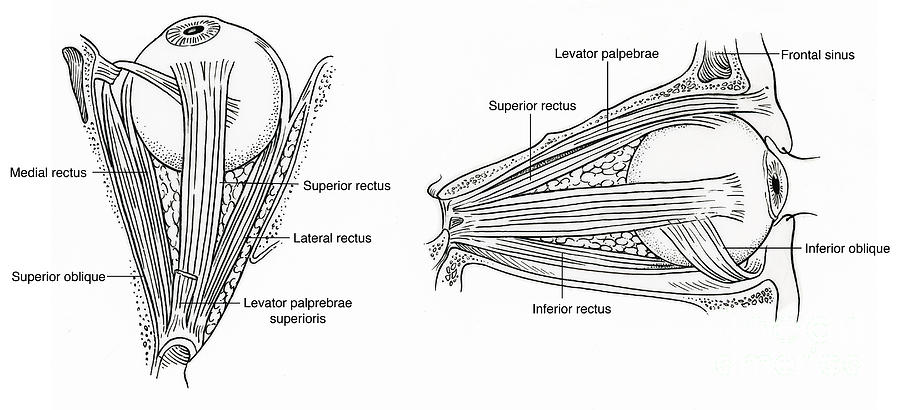 Illustration Of Eye Muscles #2 Photograph by Science Source