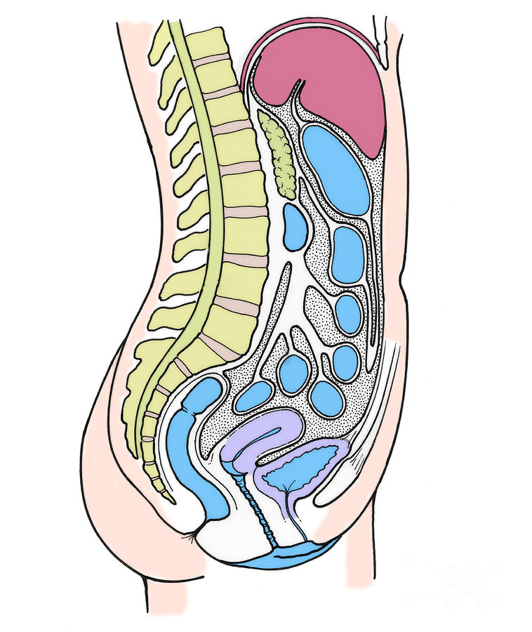 Illustration Of Female Internal Organs Photograph by Science Source