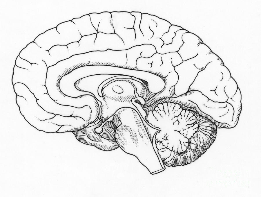 Illustration Of Human Brain #2 Photograph by Science Source