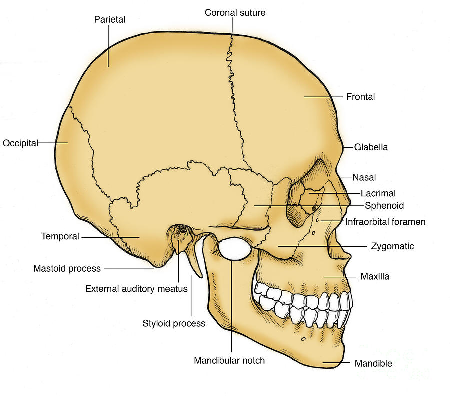 Illustration Of Human Skull #2 Photograph by Science Source