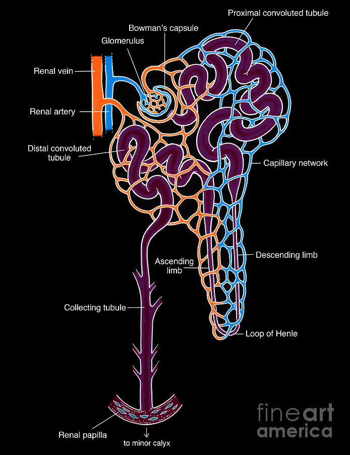 Illustration Of Nephron #2 Photograph by Science Source