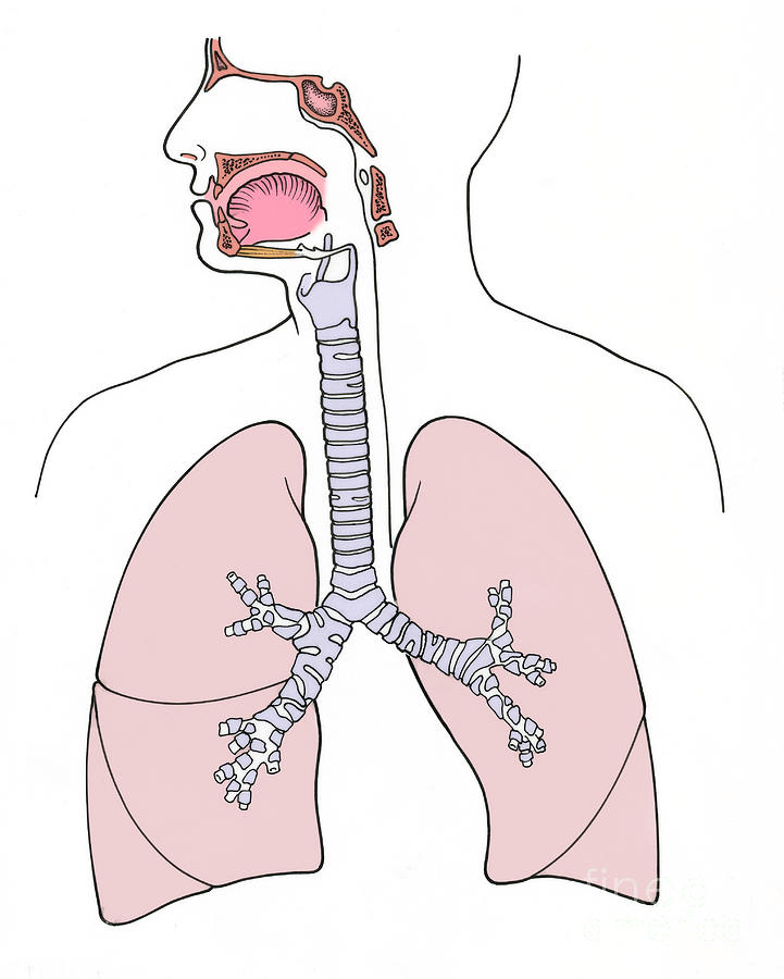 Дыхательная система рисунок без подписей