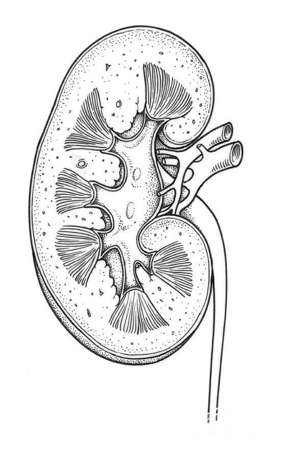 Anatomy Photograph - Illustration Of Right Kidney #2 by Science Source