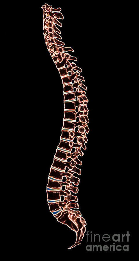 Illustration Of Spinal Column #2 Photograph by Science Source