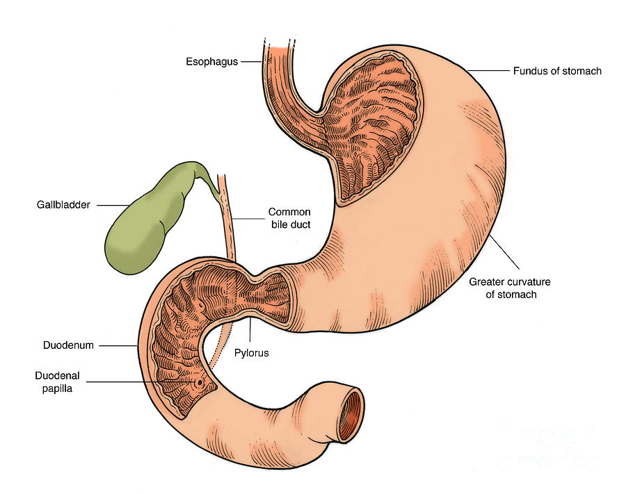 Illustration Of Stomach And Duodenum #2 Photograph by Science Source
