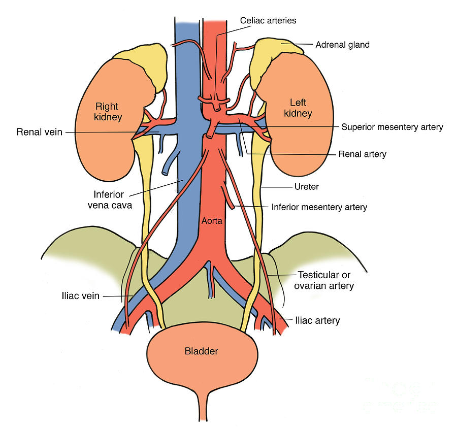 Illustration Of Urinary System #2 Photograph by Science Source