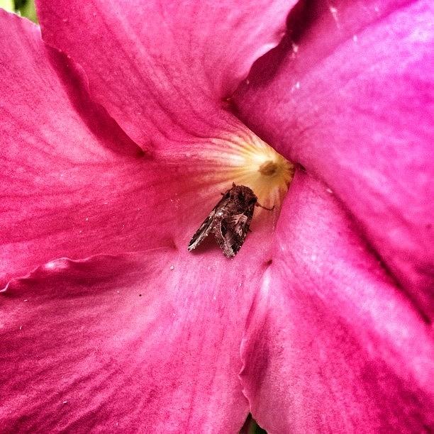 Nature Photograph - Image Created With #snapseed #flower #2 by Shari Malin