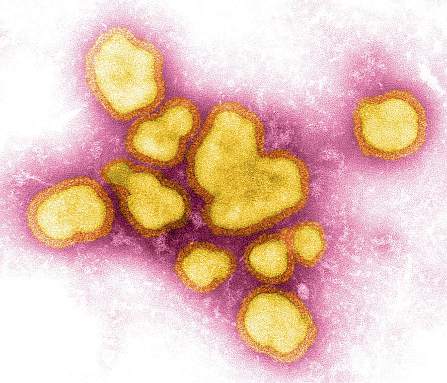Influenza A Virus #2 Photograph by Science Source Influenza A Virus #2 Photograph by Science Source