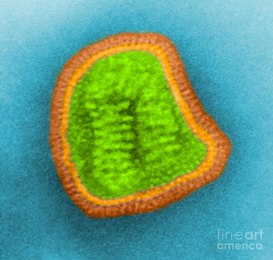 Influenza Virus Tem #2 Photograph by Science Source