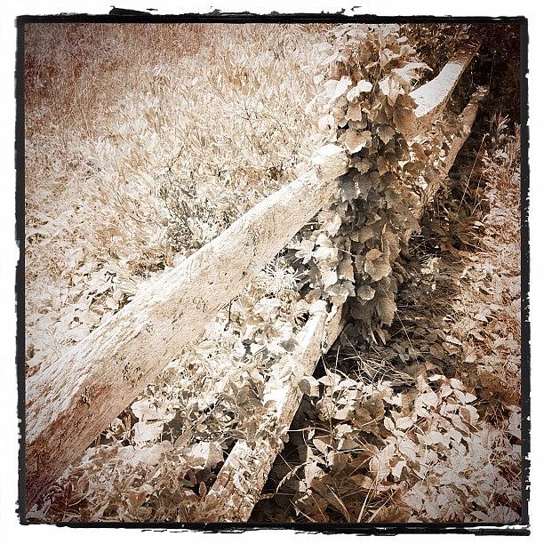 Fence Post Photograph - Instagram Photo #2 by Lisa Parker