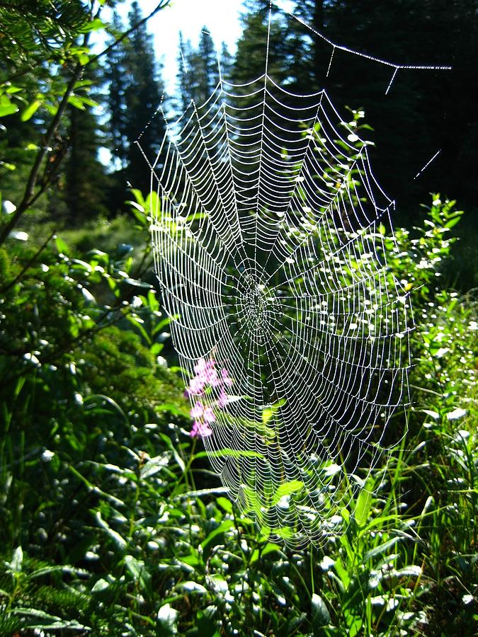 Nature Photograph - Intricate Spider Web by Shirley Sirois