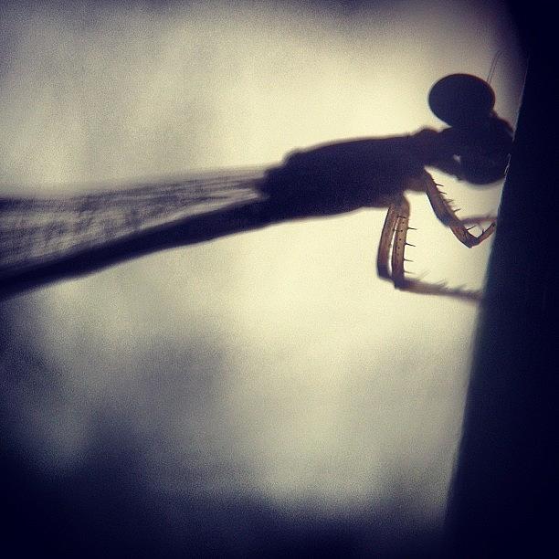 Insects Photograph - #iphoneography #picoftheday #2 by Sooonism Heng