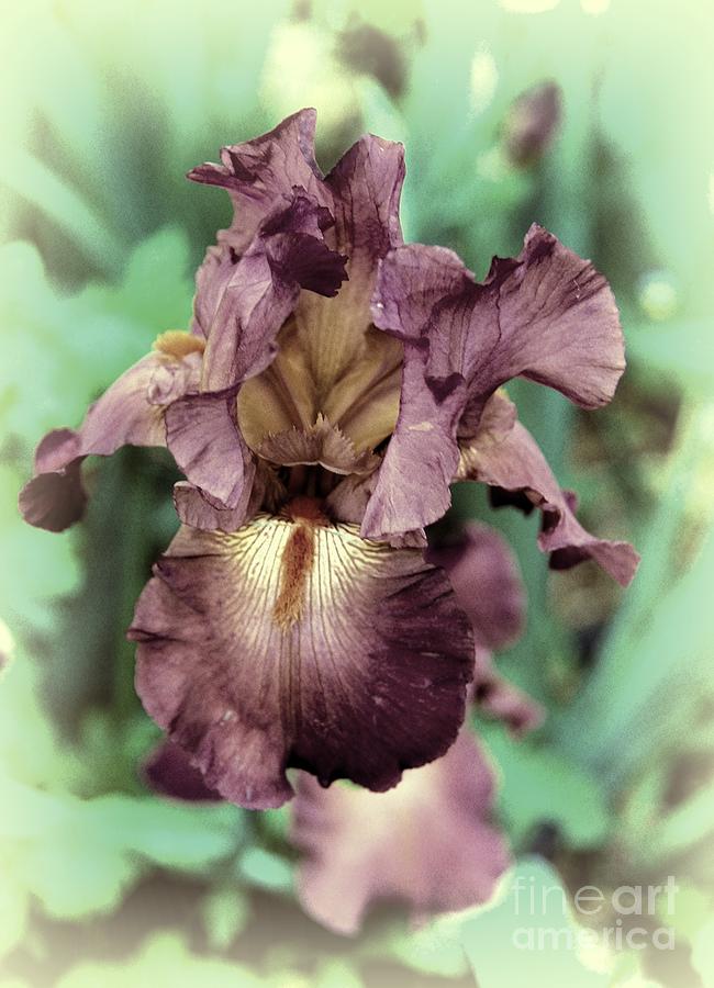 Iris beauty #2 Digital Art by Fran Woods