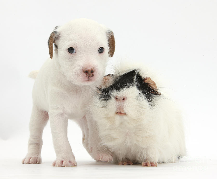 Jack Russell Terrier Puppy And Guinea #2 Photograph by Mark Taylor