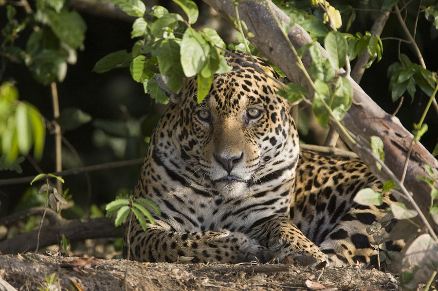 Jaguar Cuiaba River Brazil #2 Photograph by Suzi Eszterhas