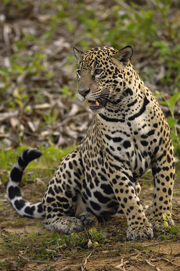 Jaguar Panthera Onca Male, Cuiaba #4 Photograph by Pete Oxford