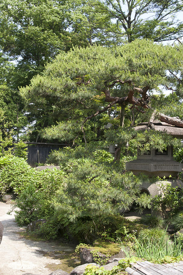 Japanese Garden #3 Photograph by Masami Iida