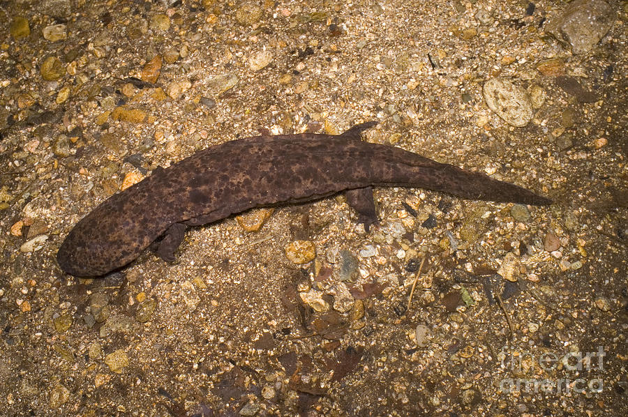 Japanese Giant Salamander #2 Photograph by Dante Fenolio
