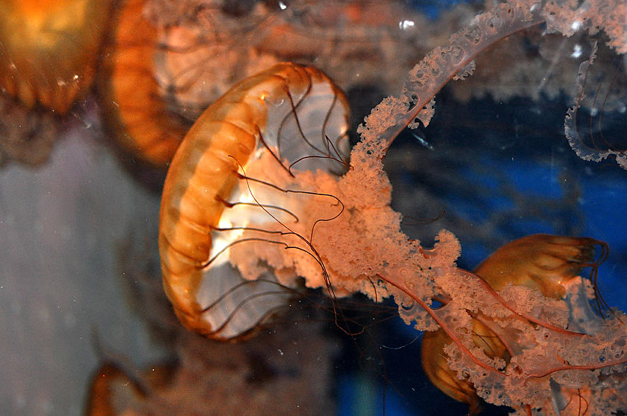 Jellyfish #2 Photograph by Allan Rothman