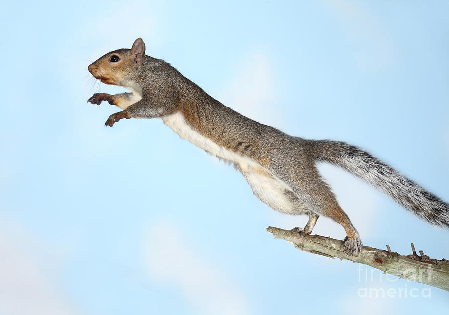 Jumping Gray Squirrel #2 Photograph by Ted Kinsman