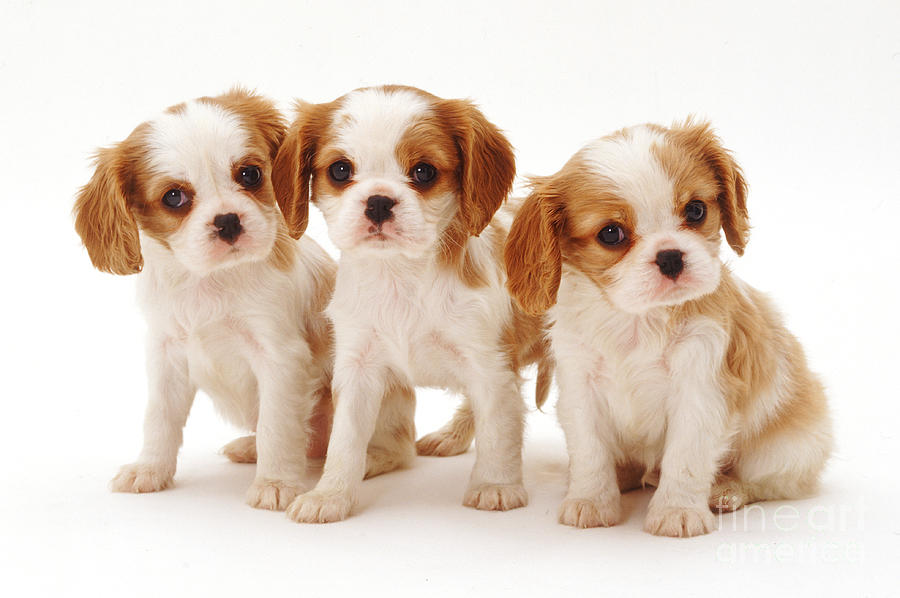 King Charles Spaniel Puppies #2 Photograph by Jane Burton