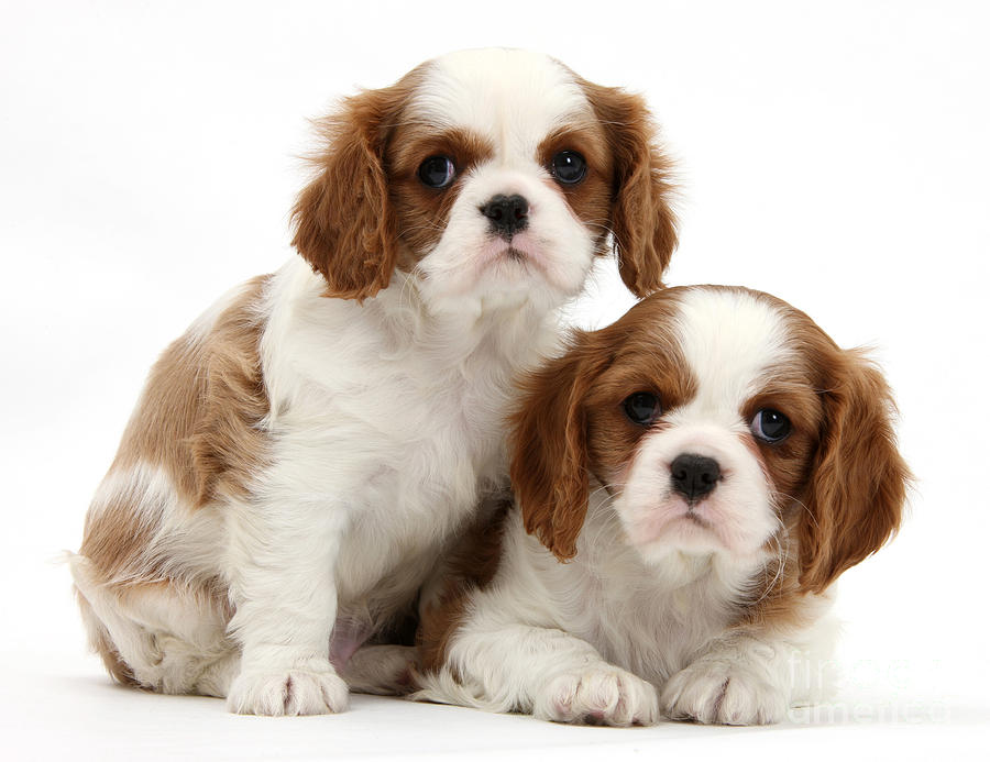 King Charles Spaniel Puppies #2 Photograph by Mark Taylor