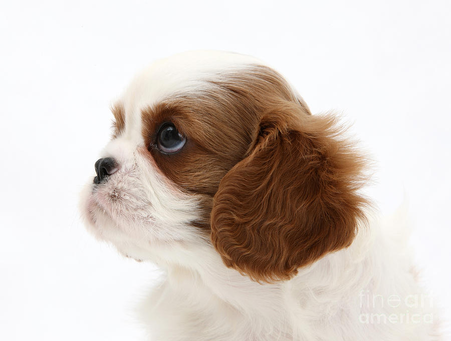 King Charles Spaniel Puppy #2 Photograph by Mark Taylor