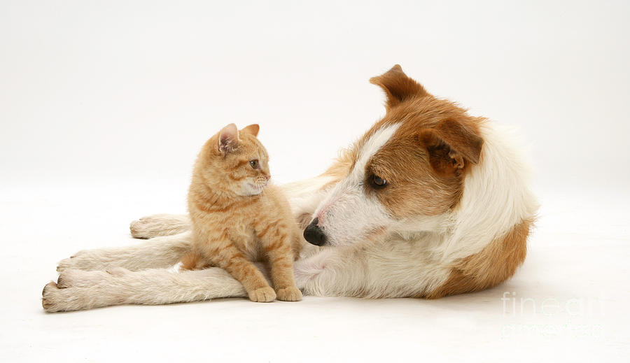 Animal Photograph - Kitten And Dog #2 by Jane Burton