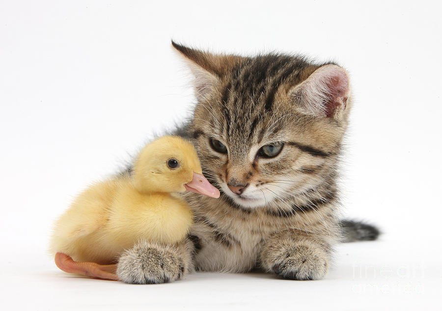 Kitten And Duckling #3 Photograph by Mark Taylor