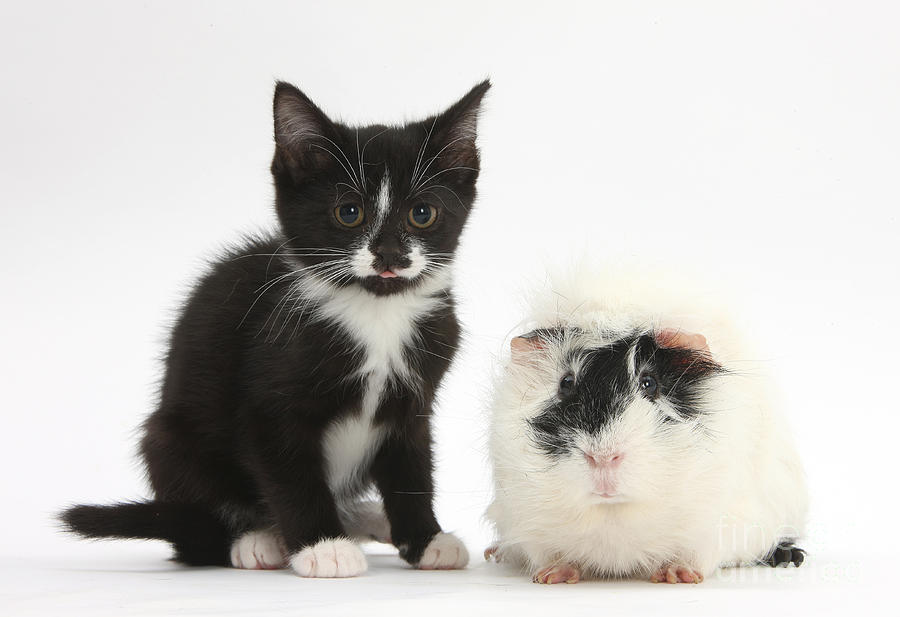 Nature Photograph - Kitten And Guinea Pig #2 by Mark Taylor
