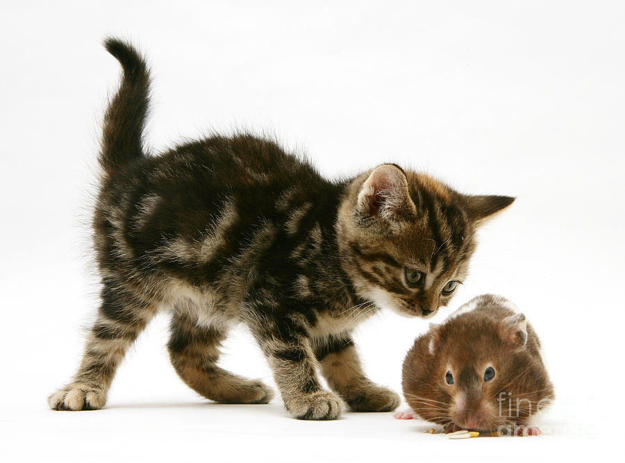 Kitten And Hamster #2 Photograph by Jane Burton