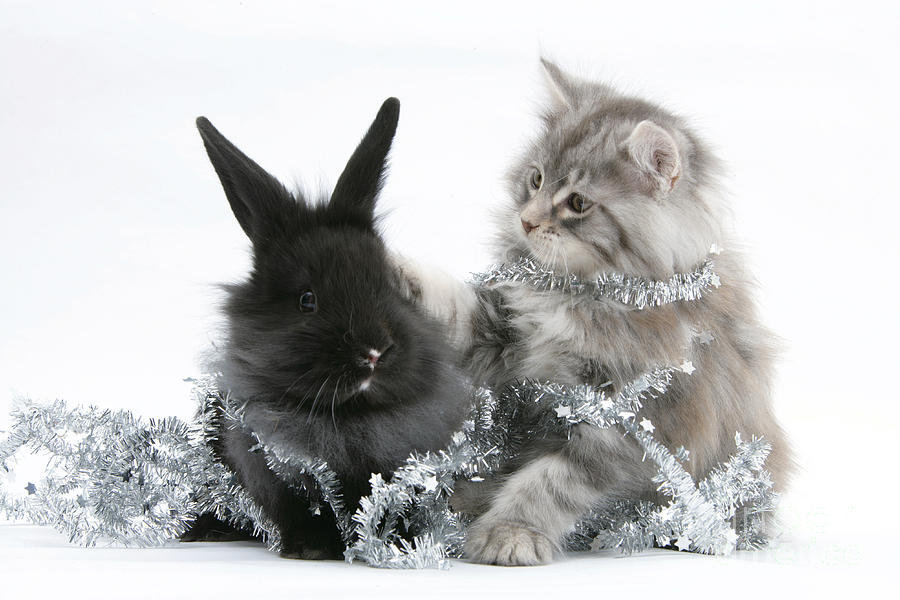 Kitten And Rabbit Getting Into Tinsel #2 Photograph by Mark Taylor