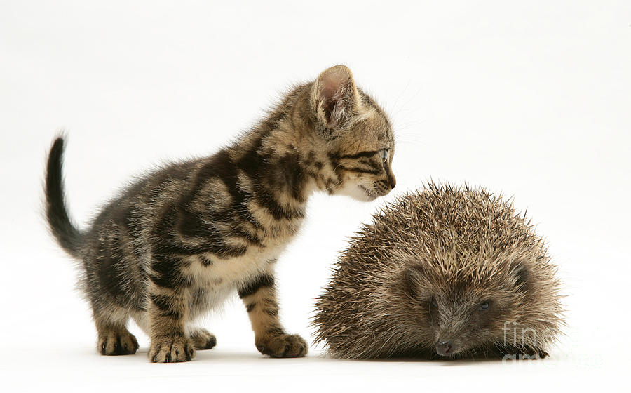 Animal Photograph - Kitten Inspecting Hedgehog #3 by Jane Burton