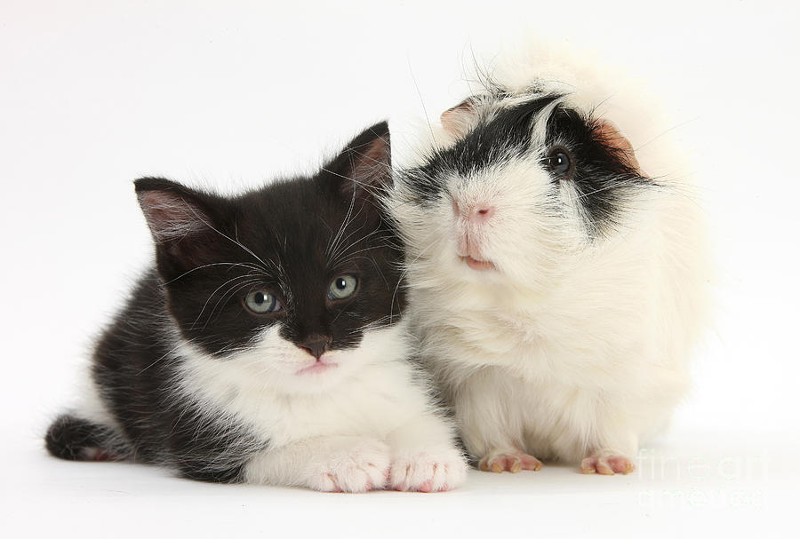 Kitten With Guinea Pig #2 Photograph by Mark Taylor