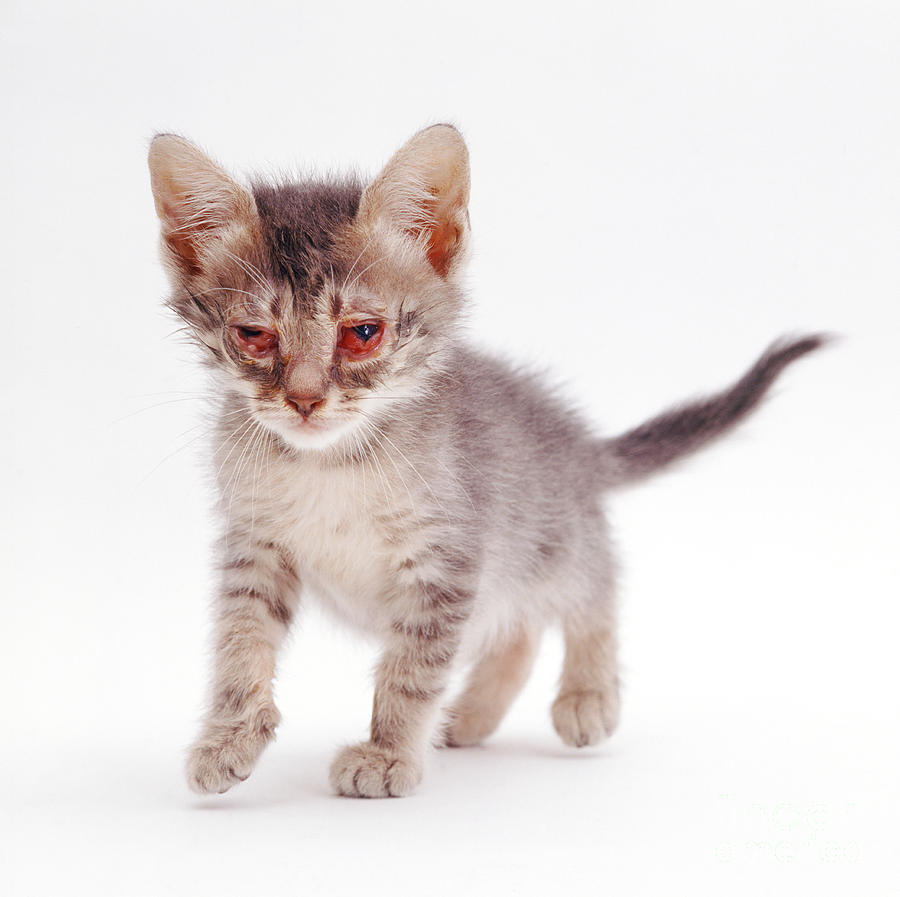 Cat Photograph - Kitten With Severe Conjunctivitis #2 by Jane Burton