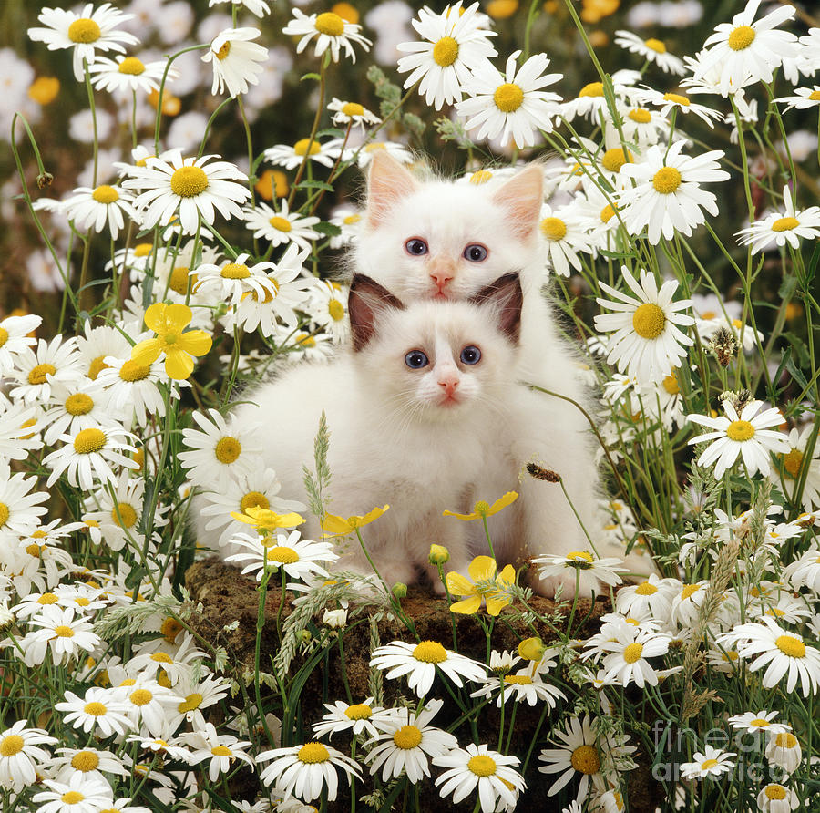 Cat Photograph - Kittens Among Daisies #2 by Jane Burton