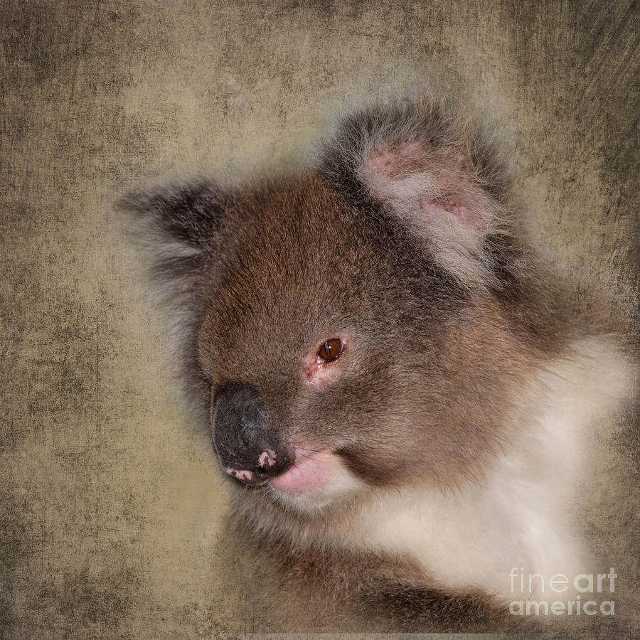 Koala Photograph by Louise Heusinkveld