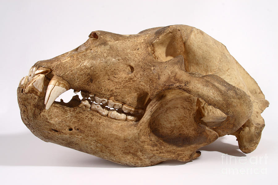 Kodiak Bear Skull #2 Photograph by Ted Kinsman