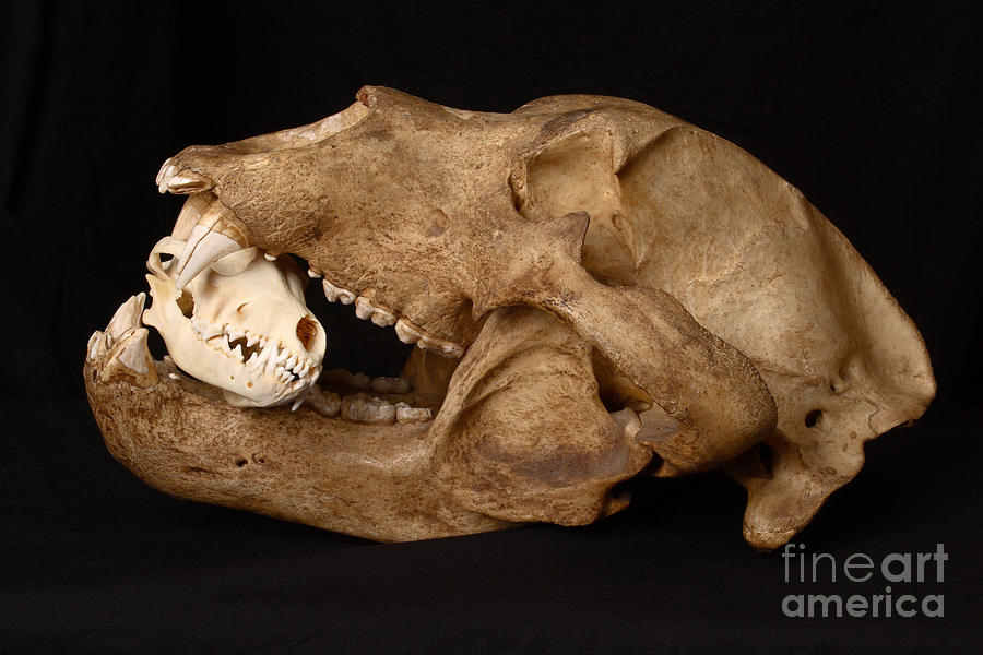Kodiak Bear Skull With Coyote Skull #2 Photograph by Ted Kinsman