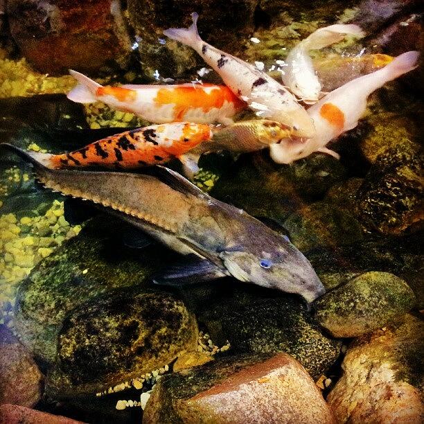 Koi Photograph - #koi #catfish #preusspets #2 by Harvey Christian
